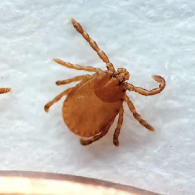 Invasive tick new to Ga. confirmed in three counties